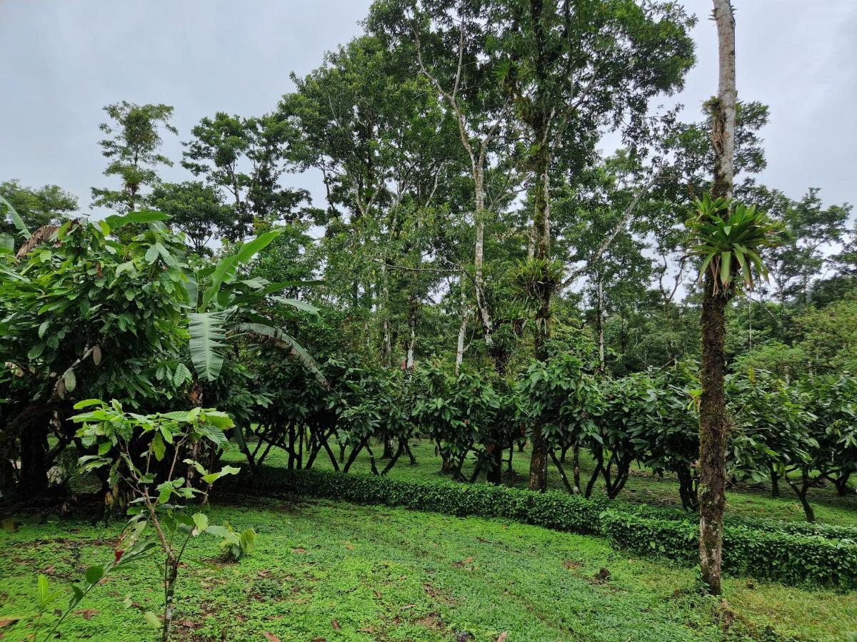 Finca Amistad Cacao Lodge Bijagua Exterior foto