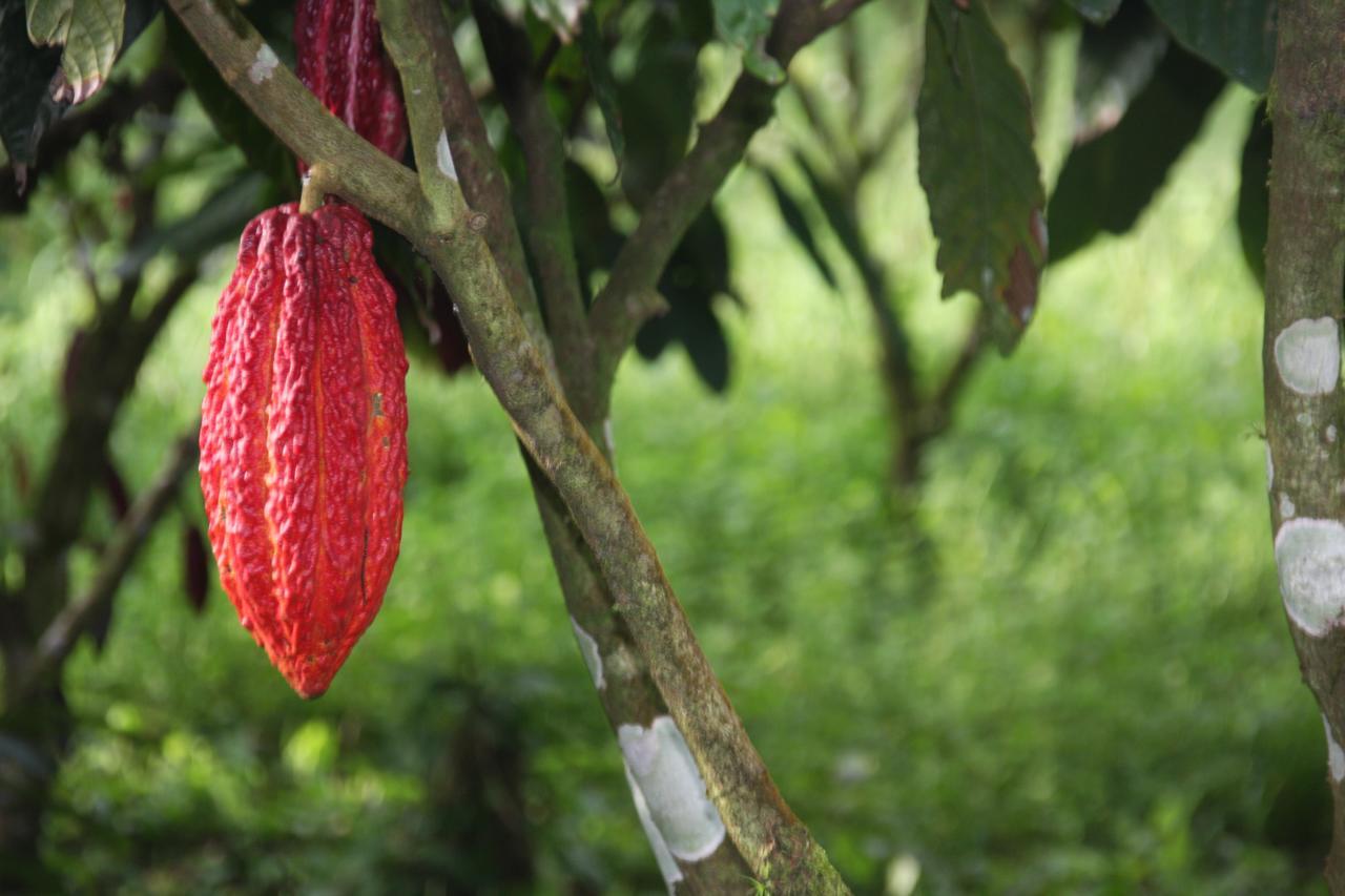 Finca Amistad Cacao Lodge Bijagua Exterior foto