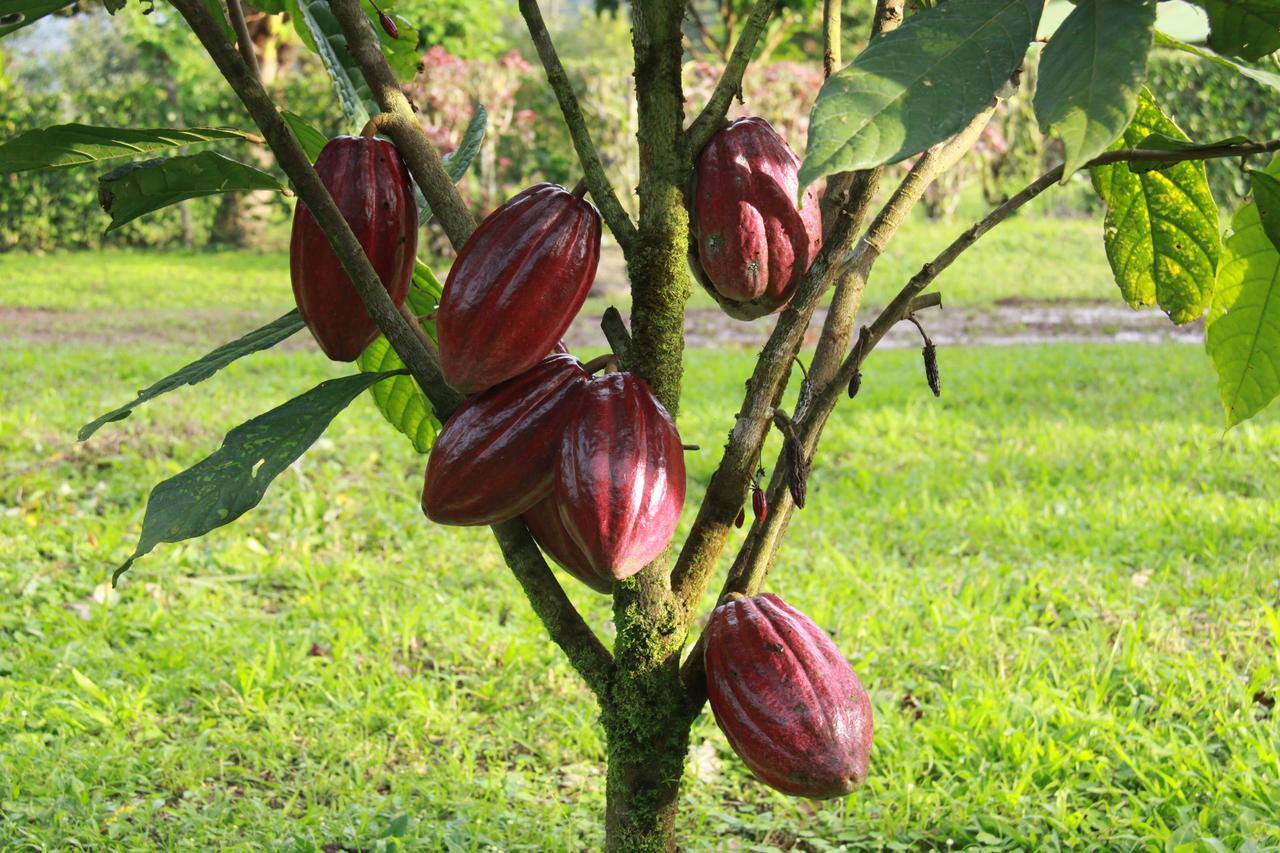 Finca Amistad Cacao Lodge Bijagua Exterior foto